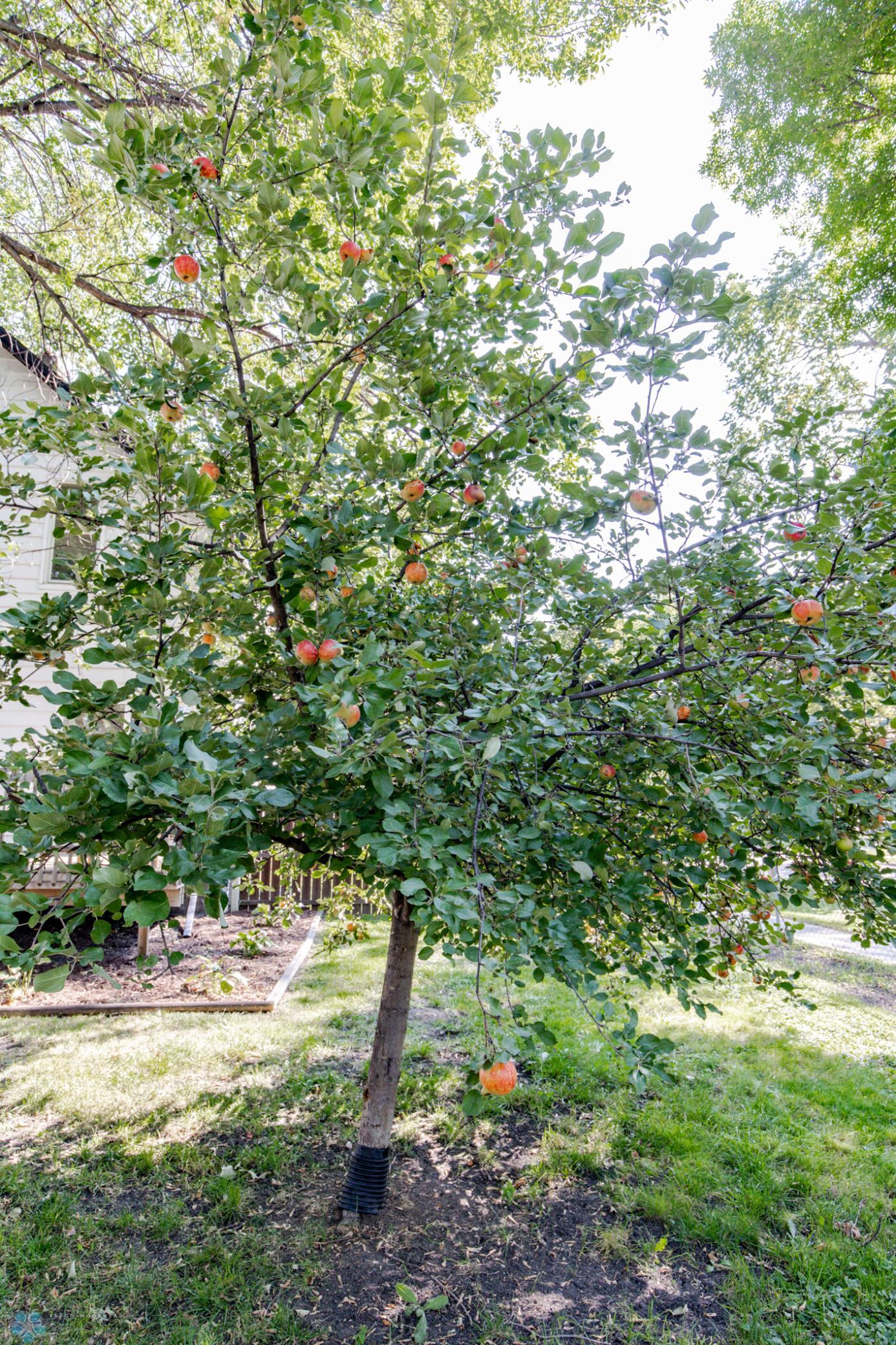 Apple Tree