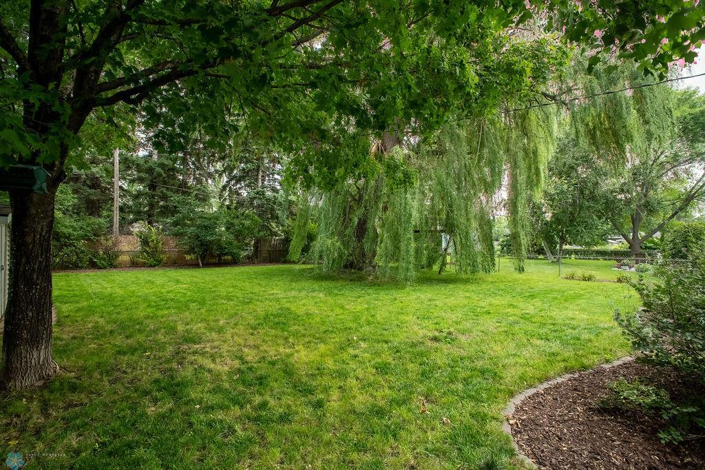 Willow Tree