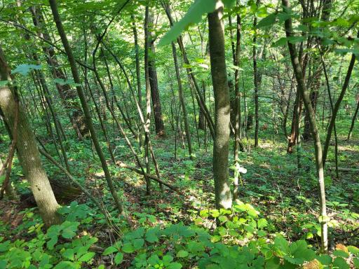 0 Walsky, Galesville, WI 54630