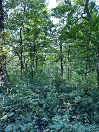 Photo for TBD 218th Street, Lanesboro, MN 55949 - Listing #6595921 TBD 218th Street, Lanesboro, MN 55949