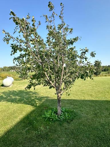 Photo for 104 E 6th Street, Newfolden, MN 56738 - Listing #6596397 104 E 6th Street, Newfolden, MN 56738