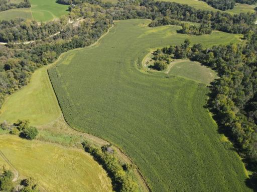Great mix of beans, oats and corn for the whitetails