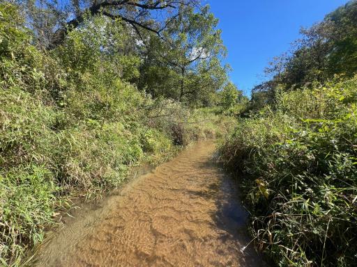 Great fishing spot on this sand bottom, clear water Bogus Creek.
