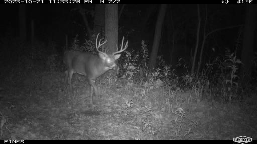 TBD Bogus Road, Pepin, WI 54759