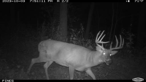 TBD Bogus Road, Pepin, WI 54759