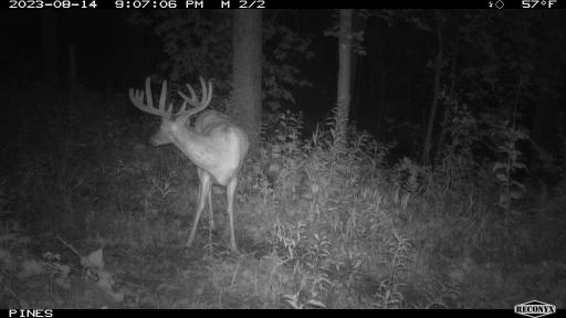 TBD Bogus Road, Pepin, WI 54759