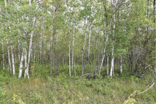 8324 60th Street NW, Williams, MN 56686