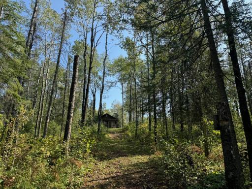 Tons of mature trees providing shade/privacy