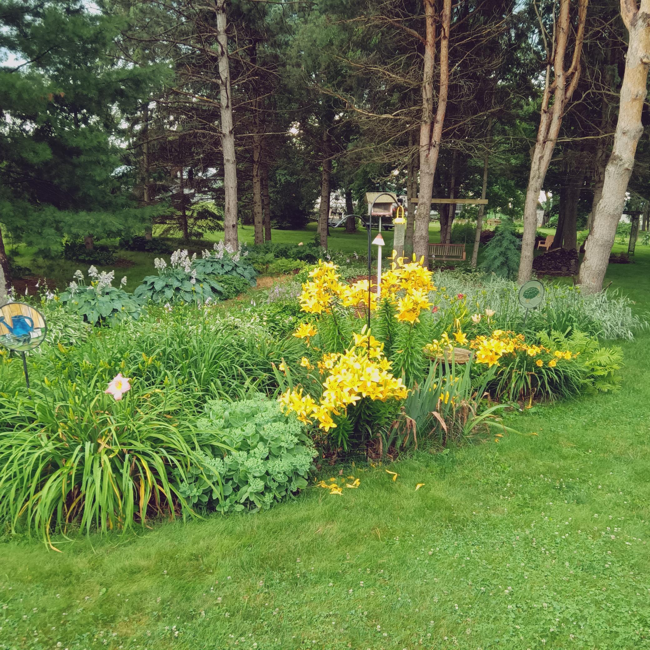 Flower garden.
