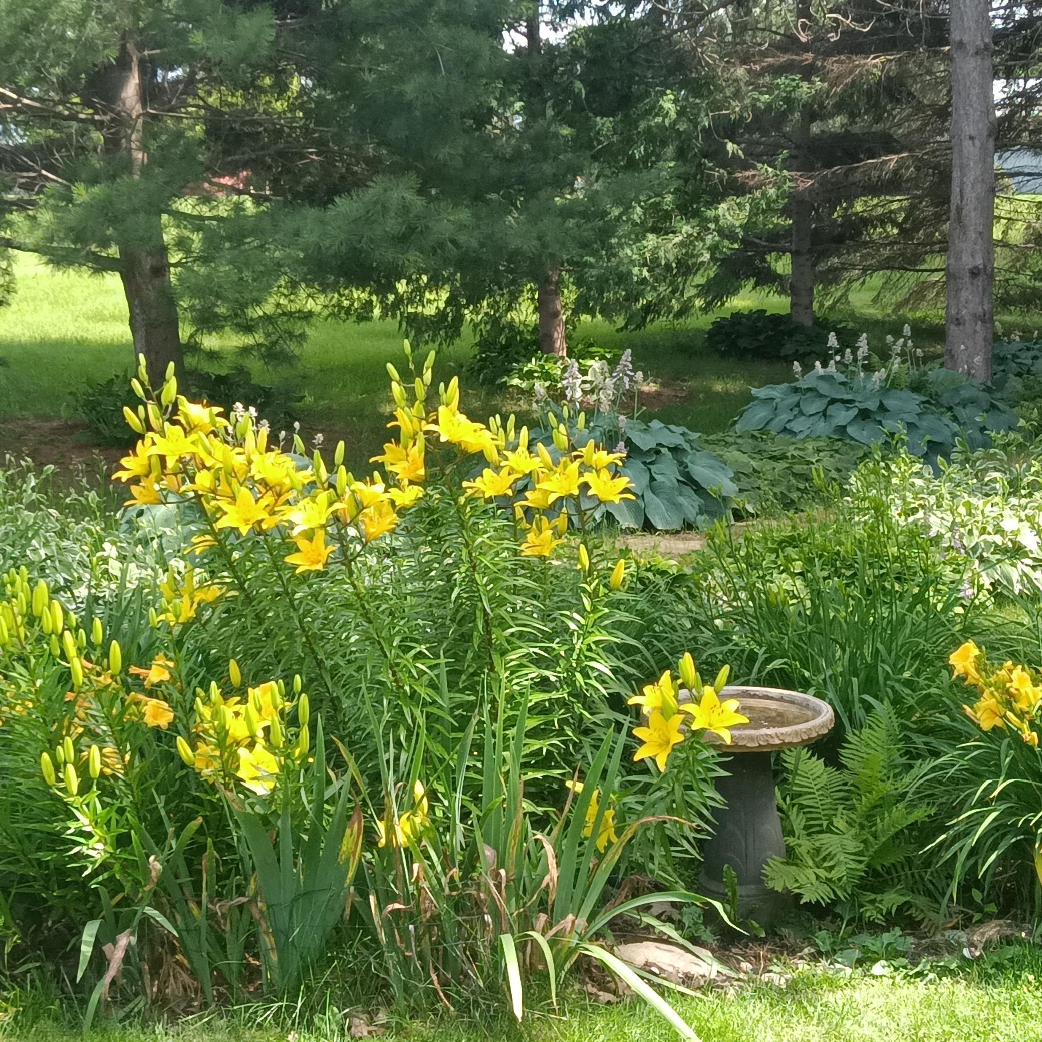 Flowers in bloom.