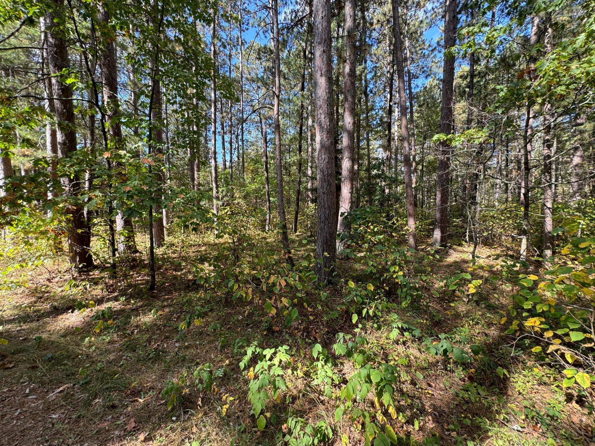 Nicely wooded lot.jpg