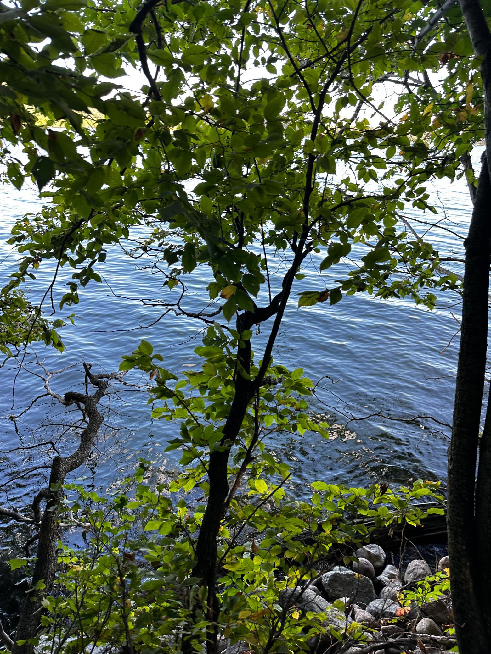 IMG_6018.jpeg