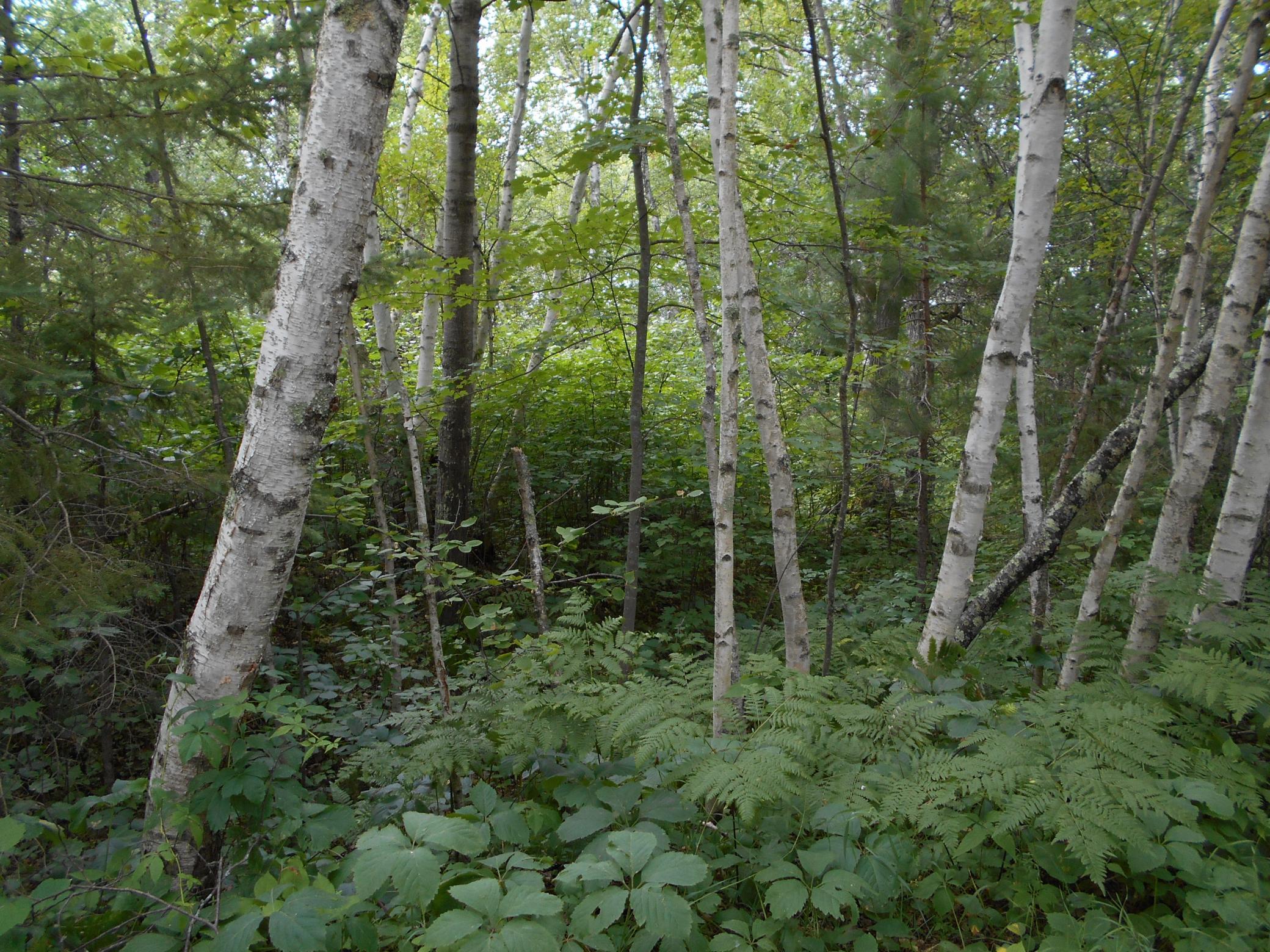 Wooded Lot