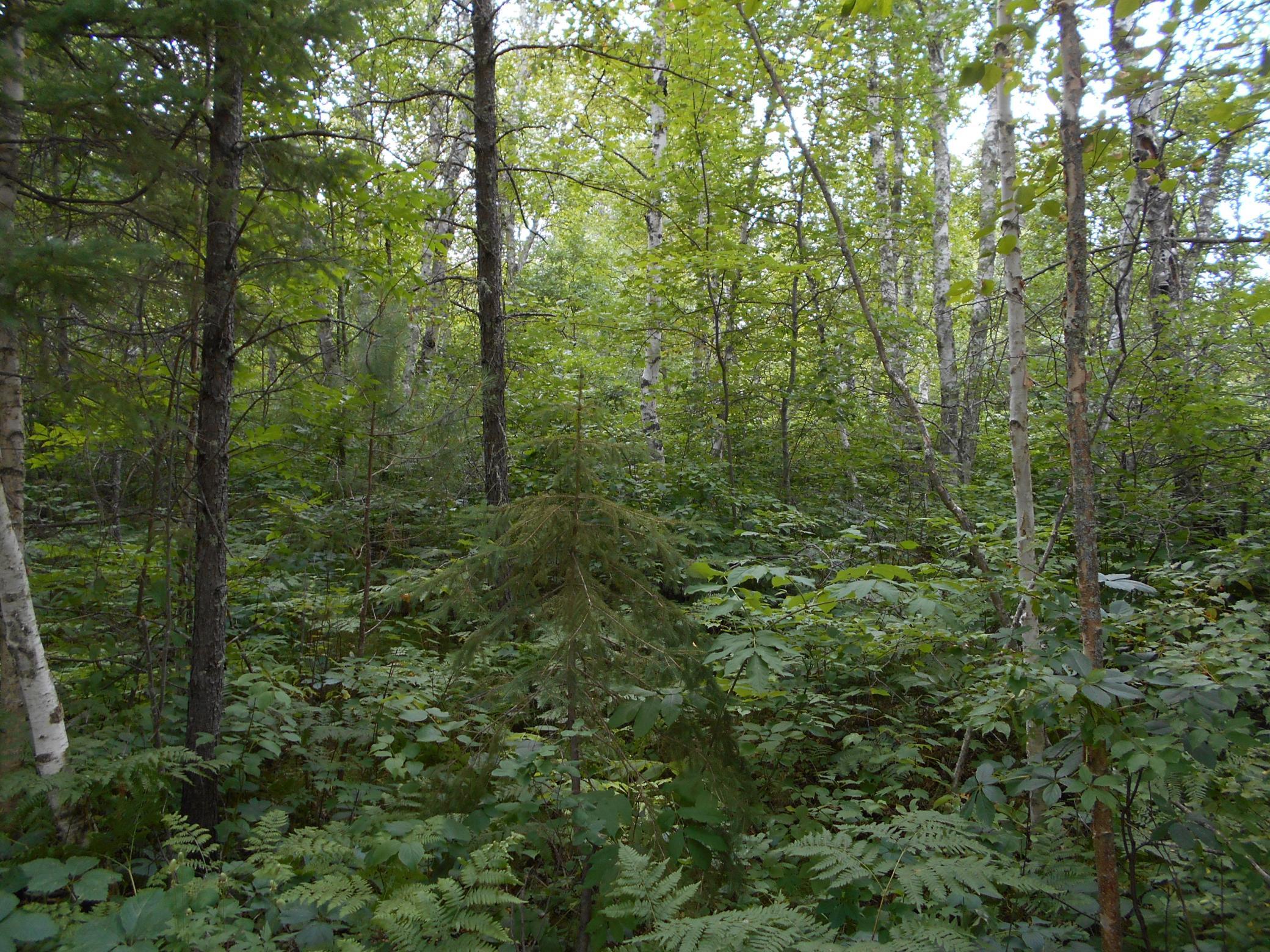 Wooded Lot