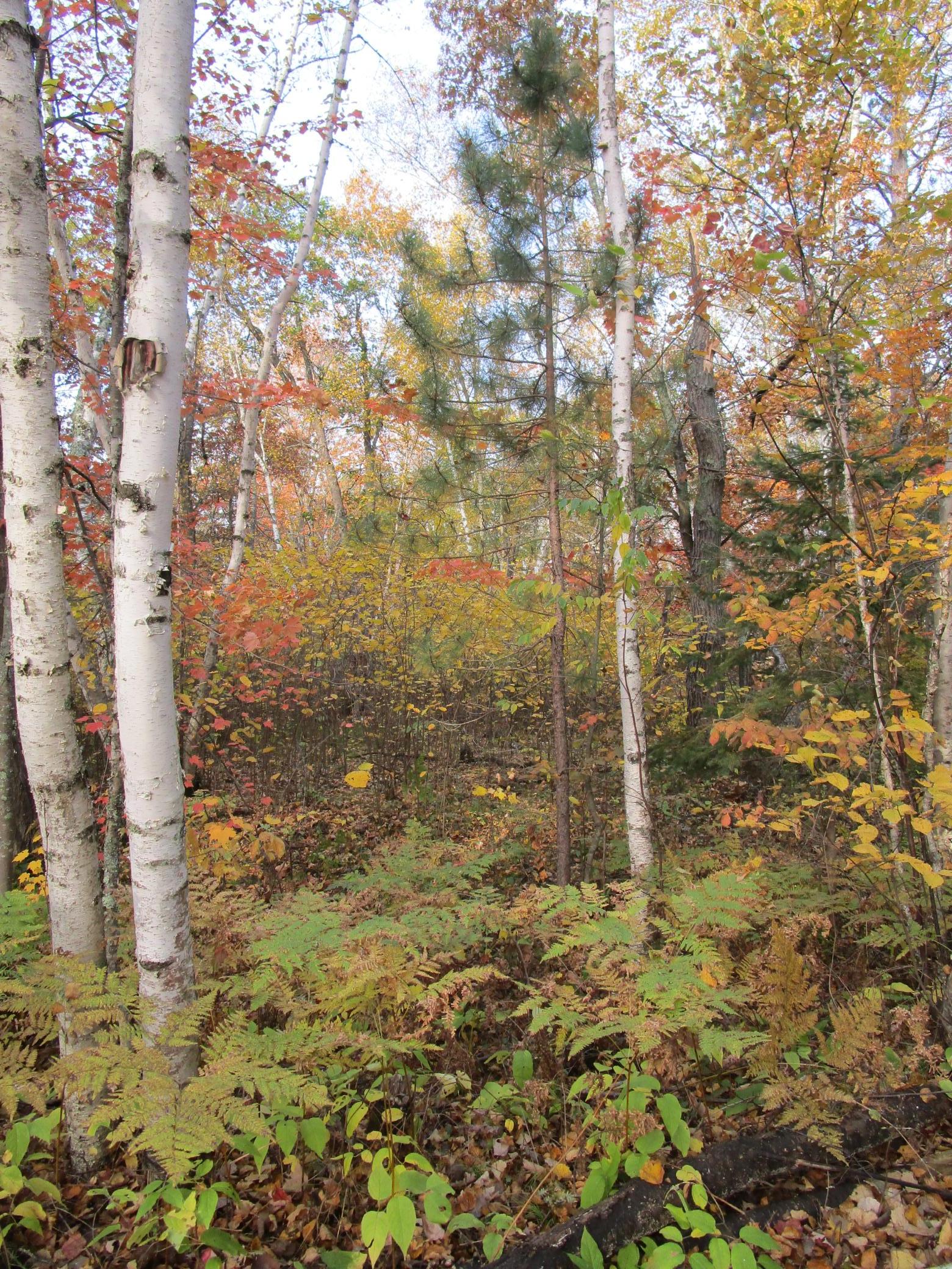 Wooded Lot.JPG