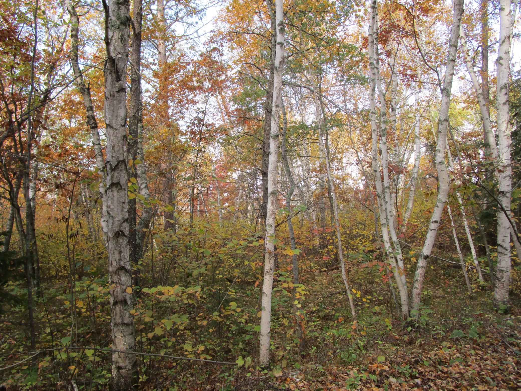 Wooded Lot.JPG