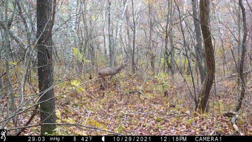 IMG_0008 - frame at 0m3s.jpg