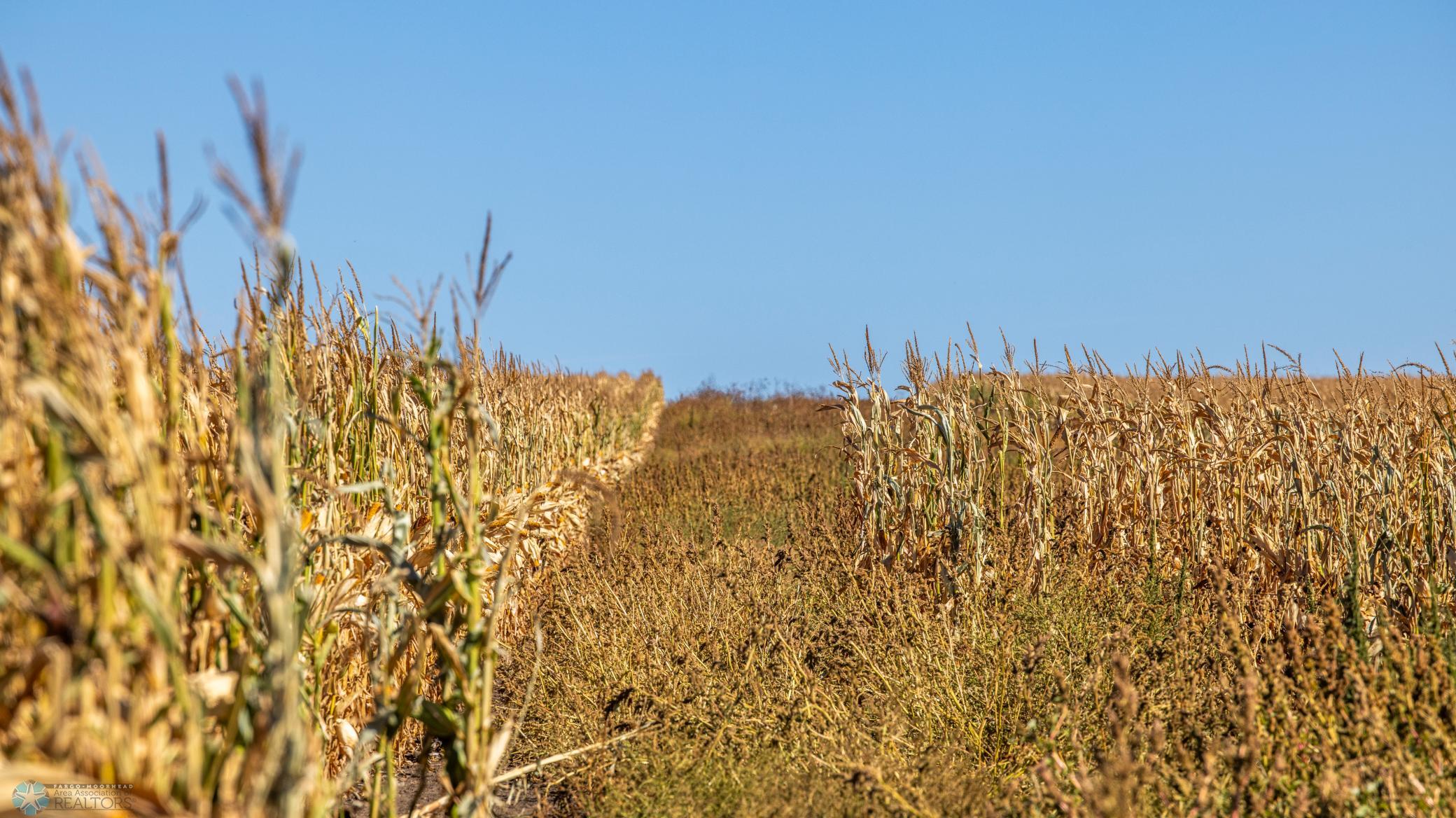 Amdak_Rohr Land-Grant,ND-17.jpg