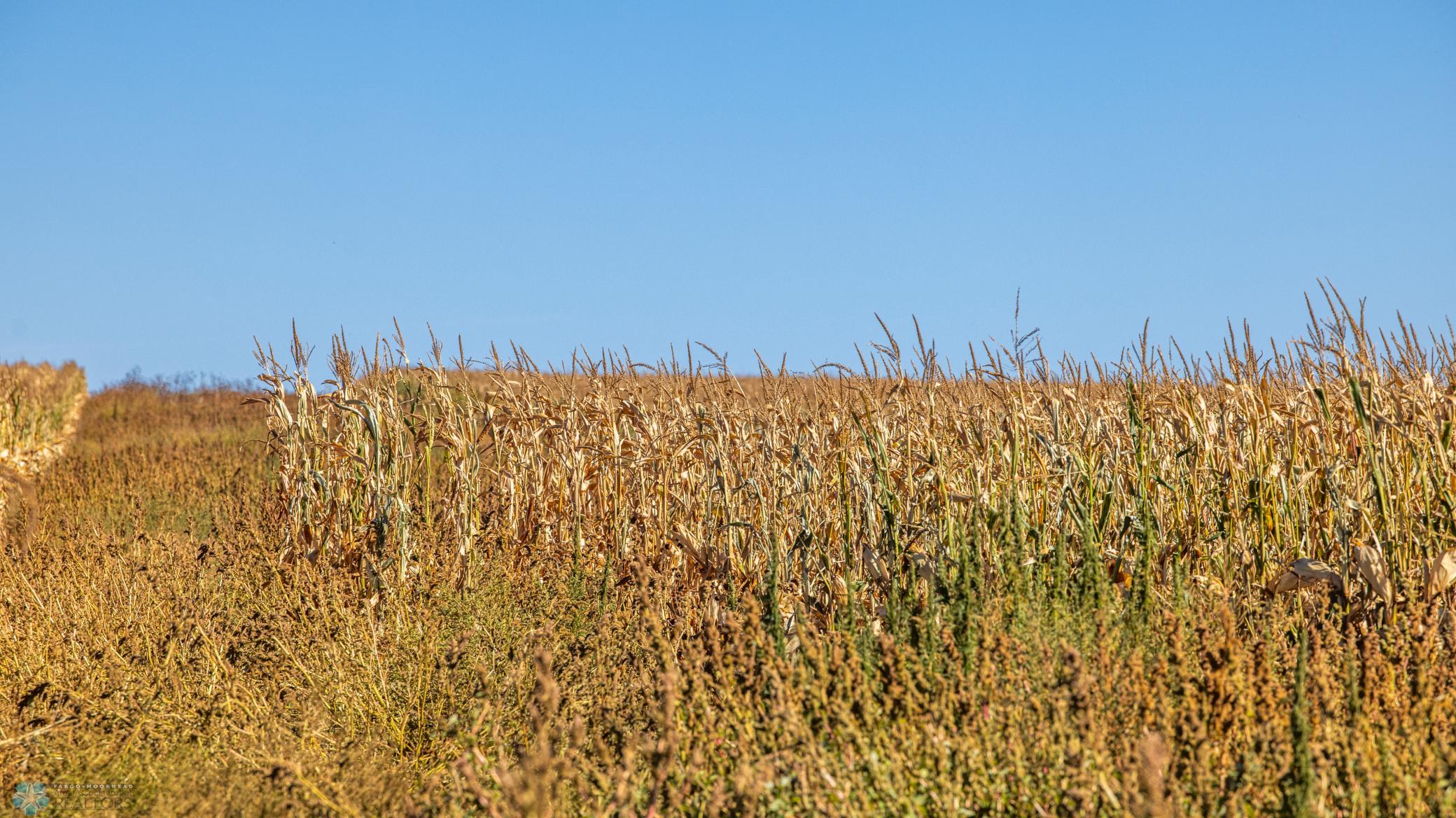 Amdak_Rohr Land-Grant,ND-18.jpg