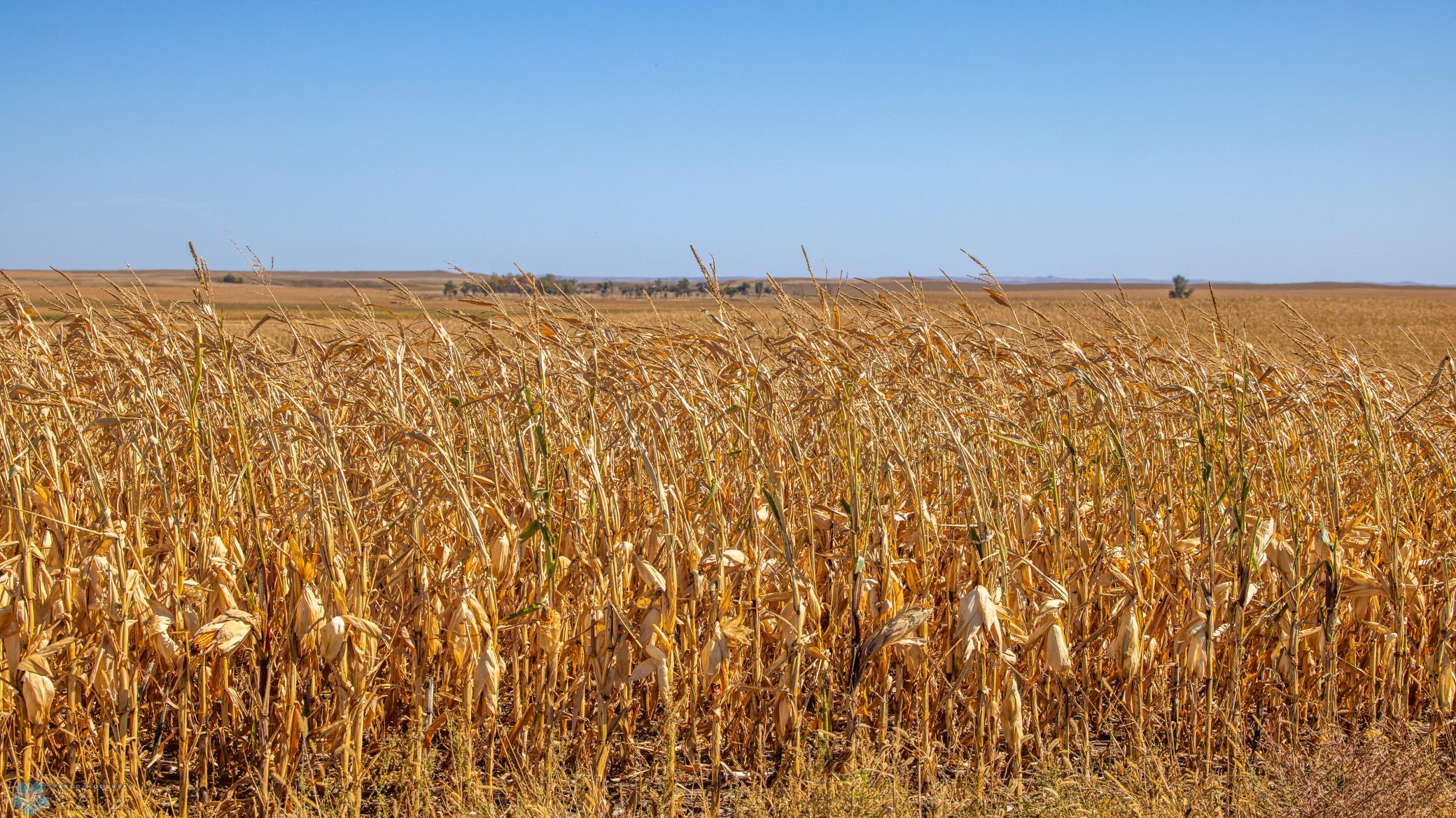 Amdak_Rohr Land-Grant,ND-16.jpg