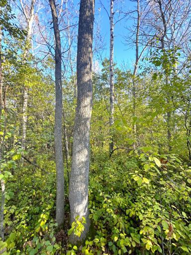 TBD Wabasha Avenue NE, Warroad, MN 56763