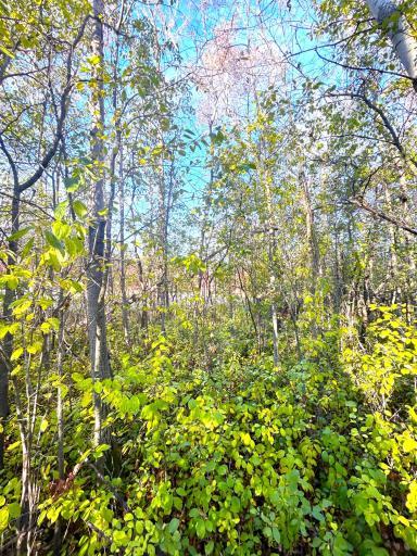 TBD Wabasha Avenue NE, Warroad, MN 56763