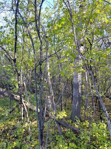 TBD Wabasha Avenue NE, Warroad, MN 56763