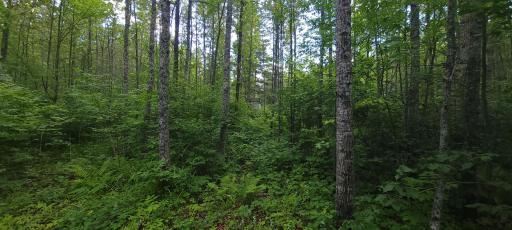 TBD State Hwy 1, Effie, MN 56639