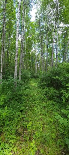 TBD State Hwy 1, Effie, MN 56639