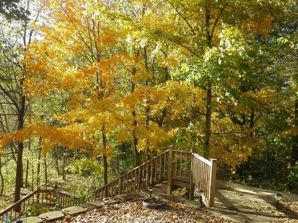 Fall Pic