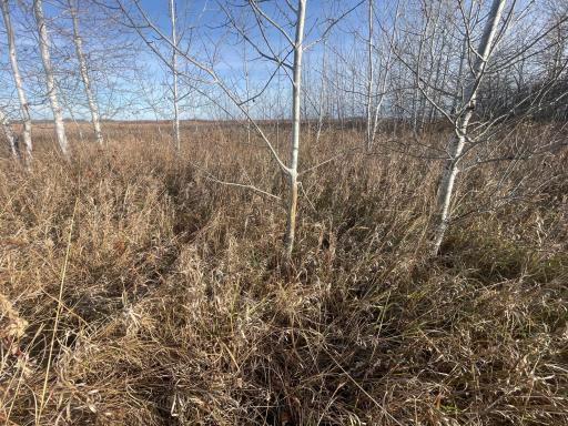 TBD 150th Street NW, Thief River Falls, MN 56701