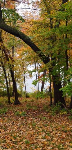 9104 Rachel Shores SW, Farwell, MN 56327