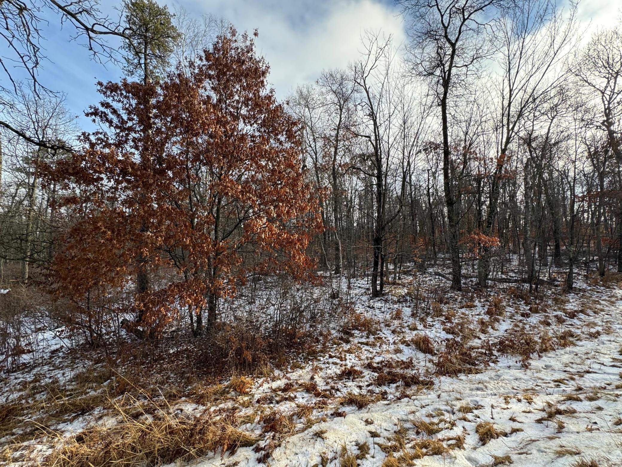 Desirable level wooded lot in Breezy Point city limits! Here is a shot of the lot from the roadside.