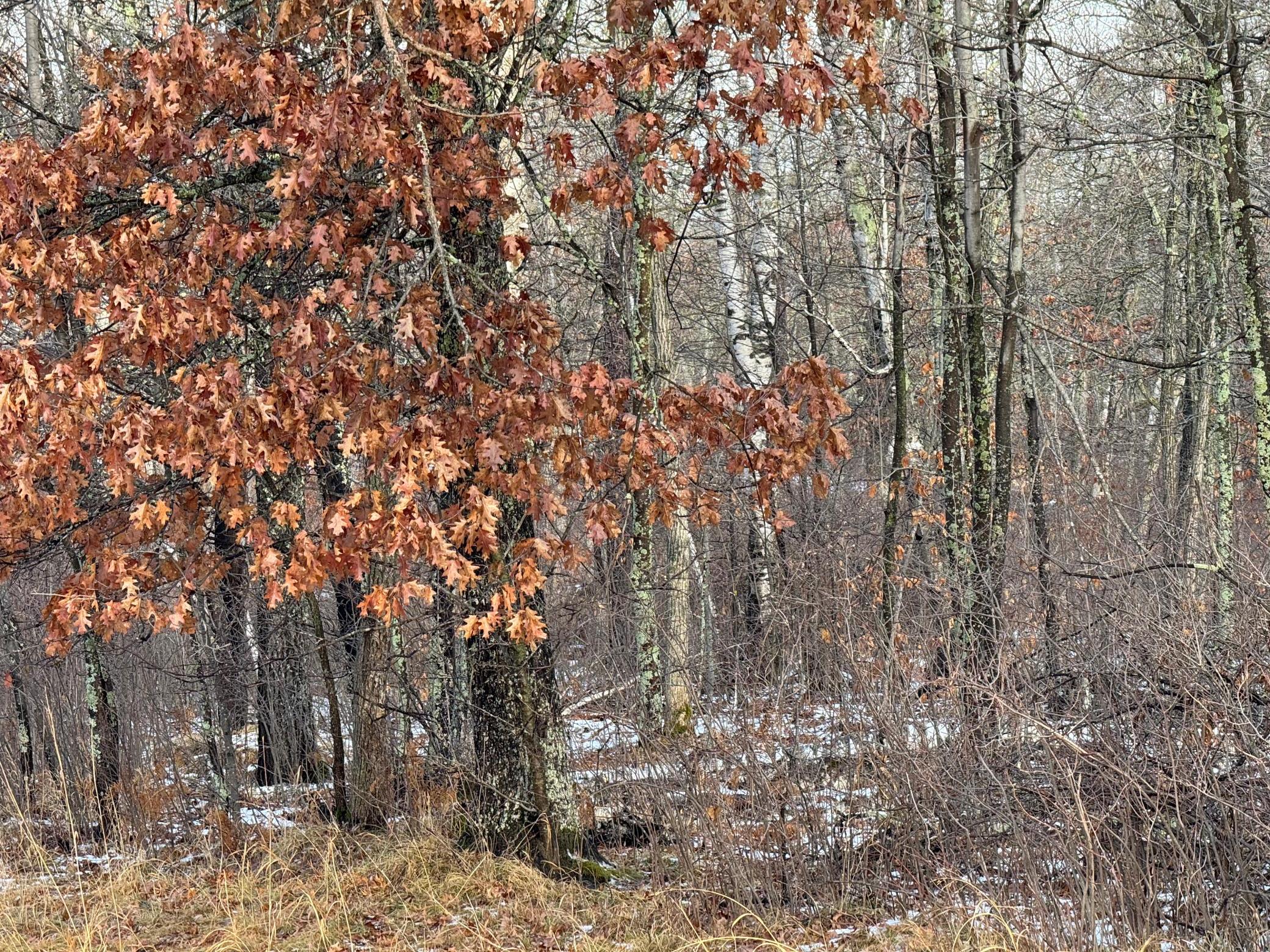 Looking closer at the woods.