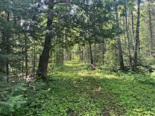 1961 Town Road 118, Birchdale, MN 56629