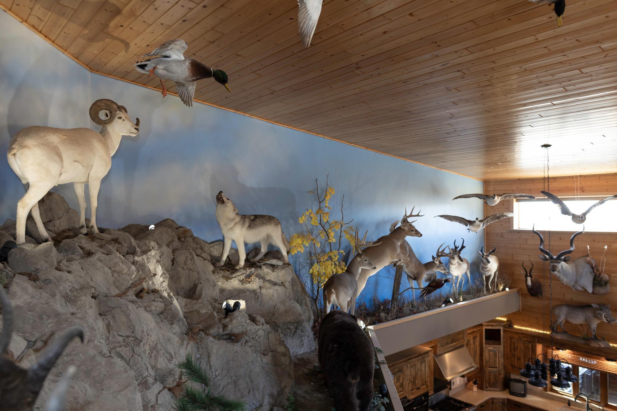 Taxidermy display ledge