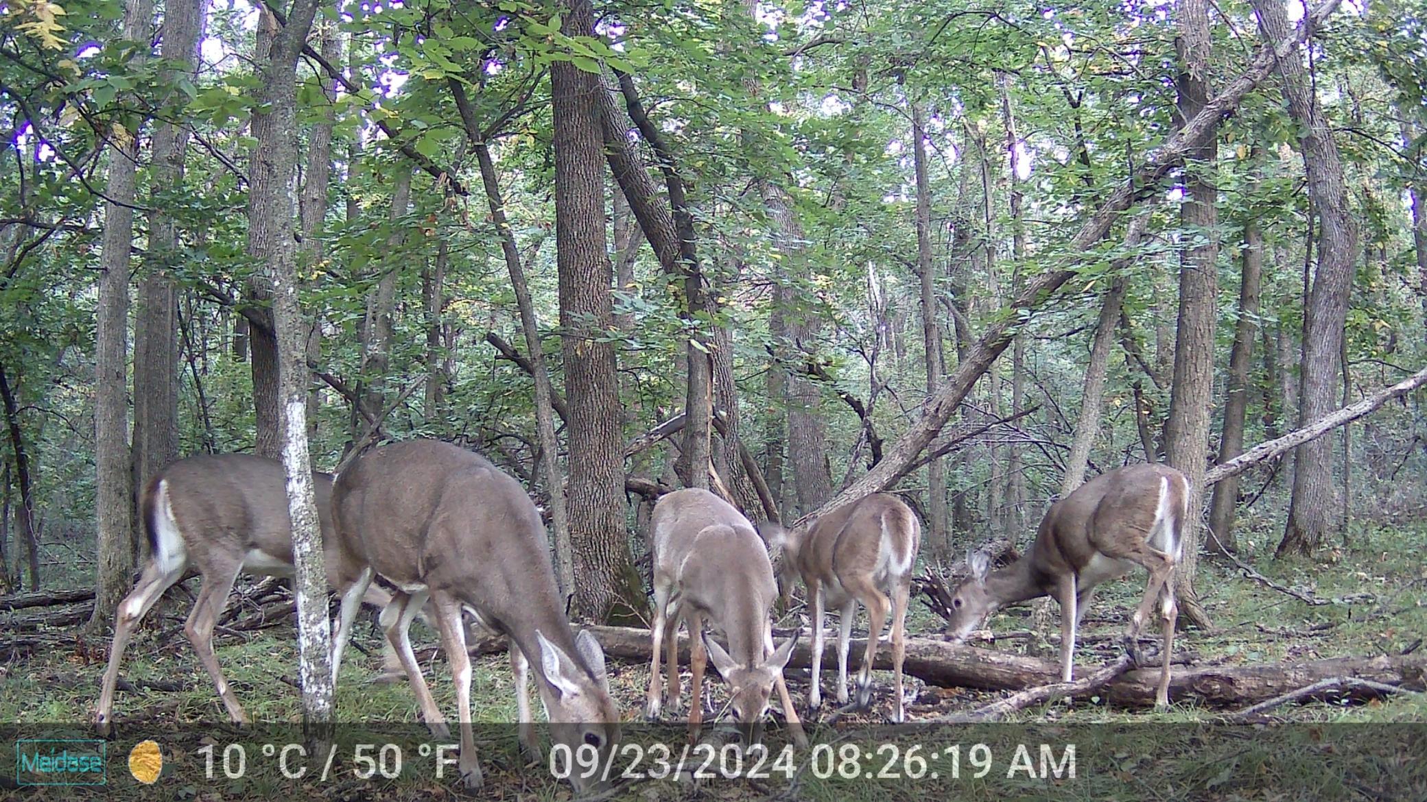 herd.JPG