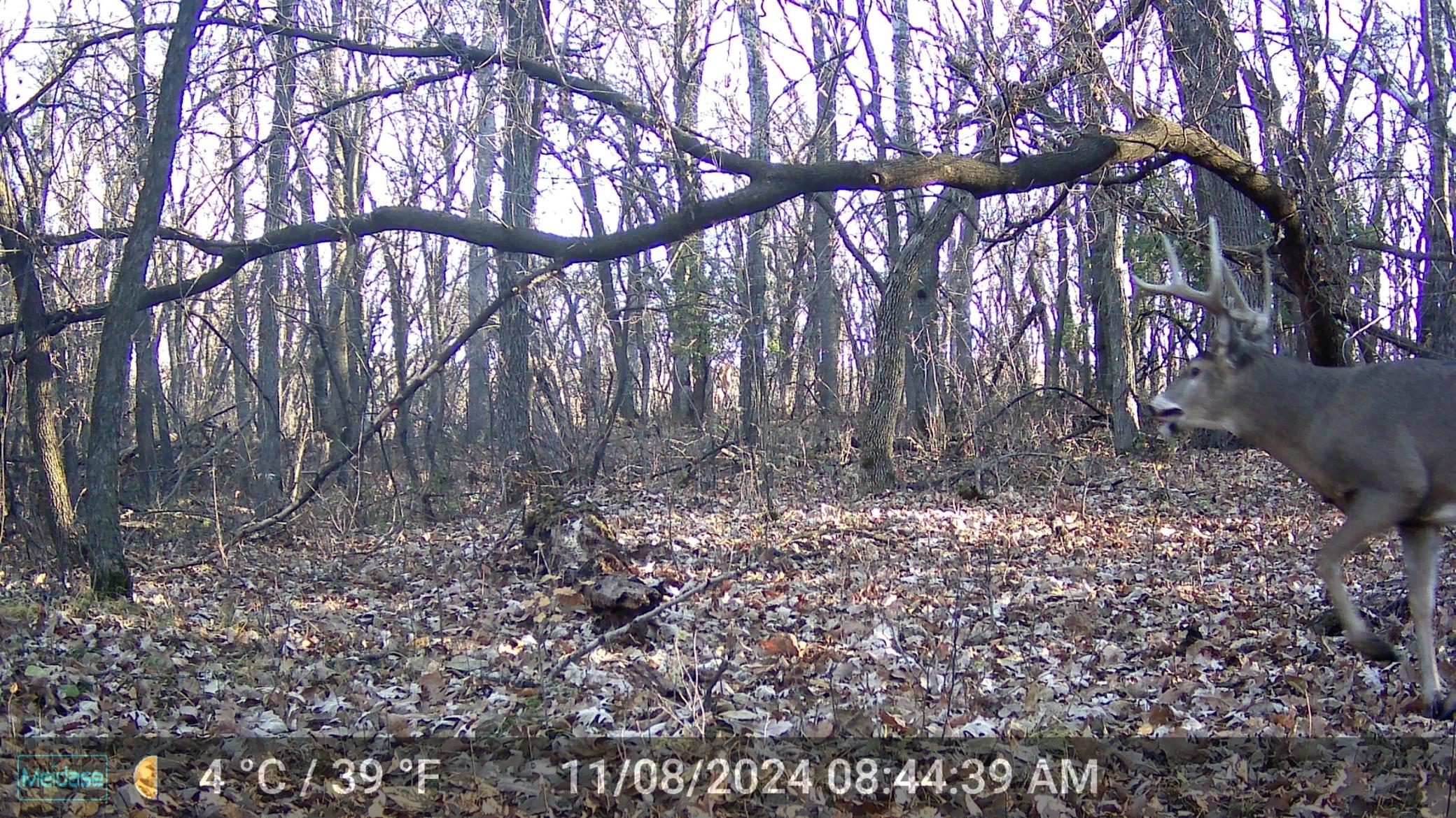 mature buck.JPG