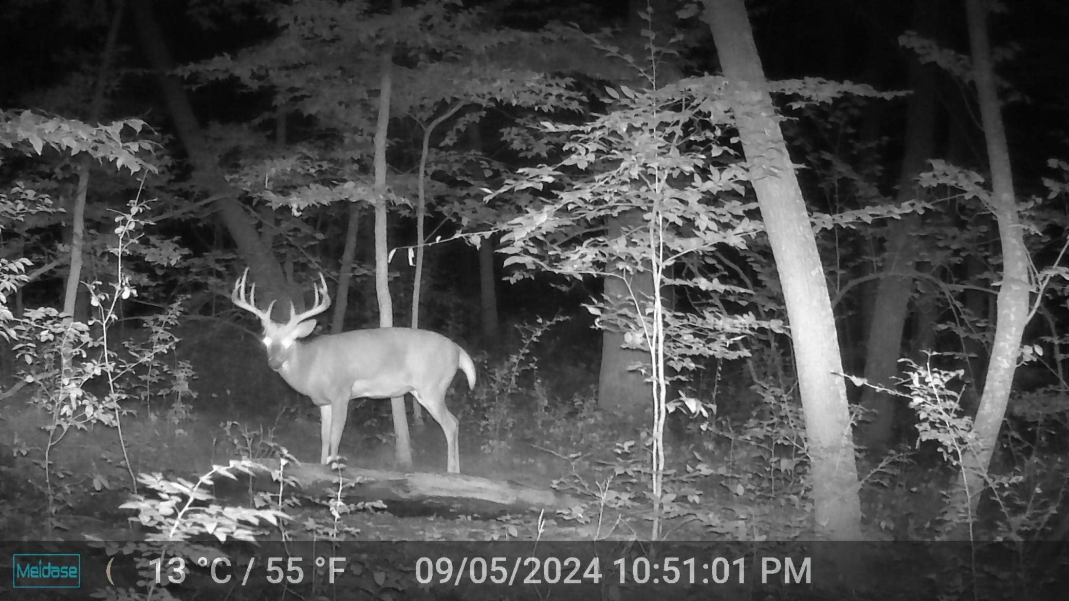 another decent buck.JPG