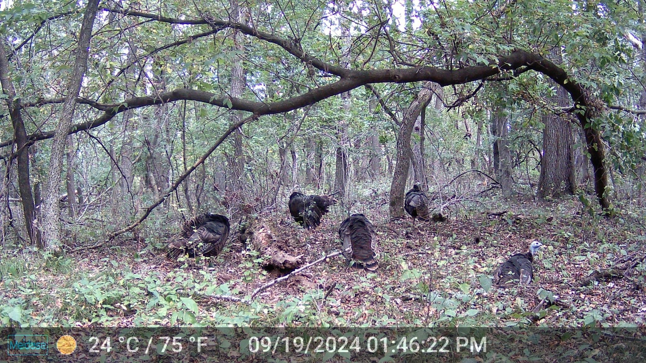 Flock .JPG