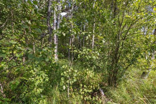 Photo for XXX 1262ac Pine Island State Forest, Big Falls, MN 56627 - Listing #6655621 XXX 1262ac Pine Island State Forest, Big Falls, MN 56627