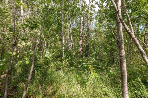 Photo for XXX 1262ac Pine Island State Forest, Big Falls, MN 56627 - Listing #6655621 XXX 1262ac Pine Island State Forest, Big Falls, MN 56627