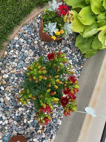 Perennials