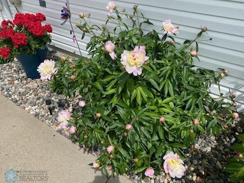 Perennials
