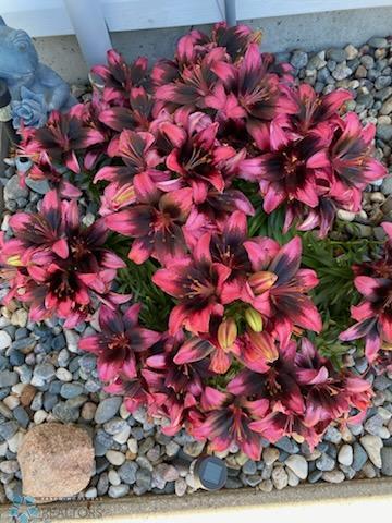 Perennials