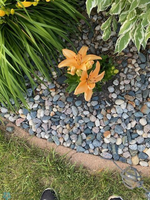 Perennials