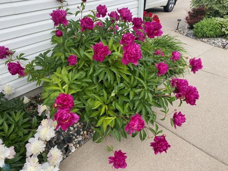 Perennials