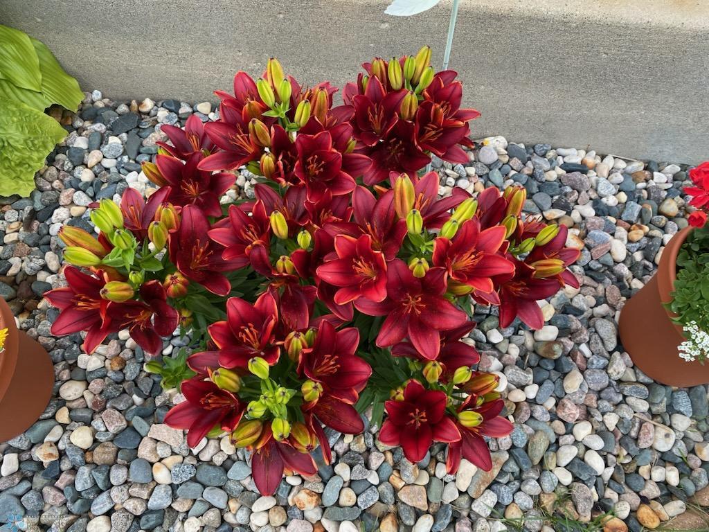 Perennials