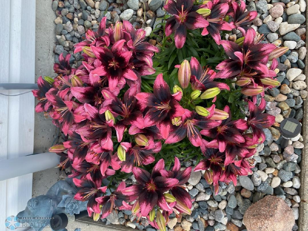 Perennials