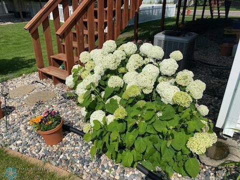 Perennials